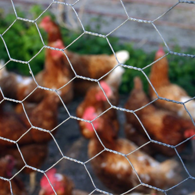 Chicken Coop Wire Mesh – 25mm x 25mm, 16 Gauge PVC-Coated | BMP Rolls