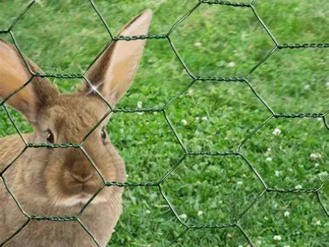coating pvc chicken wire for squirrel hen rabbit